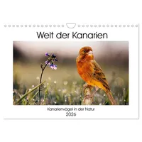 Calvendo Welt der Kanarien (Wandkalender 2026 DIN A4 quer),