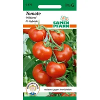 Samen Pfann Freilandtomate Hildares F1 | Buschtomatensamen von Samen Pfann