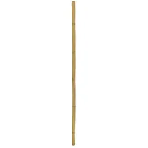 Europalms Bambusrohr, Ø=5cm, 200cm