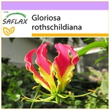 Saflax - Afrikanische Kletterlilie - 15 Samen - Gloriosa rothschildiana