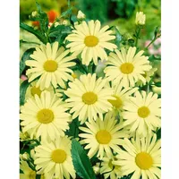Pflanzen Für Dich Leucanthemum x superbum 'Sonnenschein', Margerite, ca.