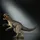 Mattel Jurassic World Hammond Collection Indominus Rex bewegliche Actionfigur groß