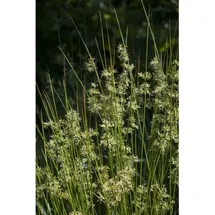 Pflanzen Für Dich Juncus effusus Flatter-Binse Ca. 9x9 cm Topf