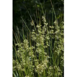 Pflanzen Für Dich Juncus effusus Flatter-Binse Ca. 9x9 cm Topf