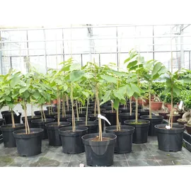 gruenwaren jakubik Indianerbanane 180 cm Asimina triloba Sunflower Papau Pawpaw, winterhart