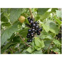 Ribes nigrum 'Titania', Schwarze Johannisbeere, 40–60 cm, ertragreich