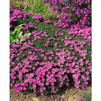 Pflanzen Für Dich Aster dumosus Rosenwichtel Kissen-Aster, ca. 9x9