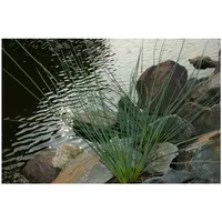 Pflanzen Für Dich Juncus inflexus, Blaugrüner Binse, ca. 9x9
