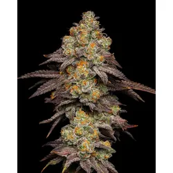 Cookies Seeds BIG Z Fem 3St.