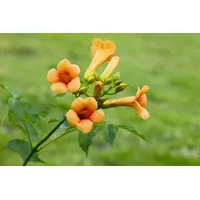 Pflanzen Für Dich Campsis tagliabuana 'Madame Galen', Trompetenblume, orange-rot,