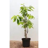 Pflanzen Für Dich Gehölze Calycanthus floridus, 1 St., Gewürzstrauch, Carolina-Gewürzstrauch, Echter Gewürzstrauch braun|rot