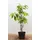 Pflanzen Für Dich Gehölze Calycanthus floridus, 1 St., Gewürzstrauch, Carolina-Gewürzstrauch, Echter Gewürzstrauch braun|rot