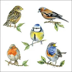 20 Servietten Papier 33x33cm 3-lagig - hochwertige Einweg Papierservietten Singvögel Frühling bunt Tischdeko Gartenfest Naturmotiv Dekoration Sommer