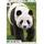 Ambassador WWF1001 Panda, WWF
