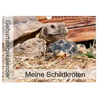 Calvendo Meine Schildkröten - Geburtstagskalender (Wandkalender 2026 DIN A4