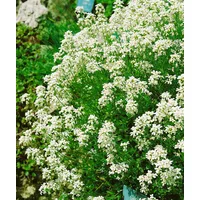 Pflanzen Für Dich Arabis procurrens 'Neuschnee', Gänsekresse, weiß, ca.