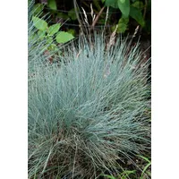 Pflanzen Für Dich Festuca cinerea 'Silberreiher', p 0,5