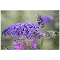 Pflanzen Für Dich Buddleja davidii 'Ile de France', Schmetterlingsflieder,