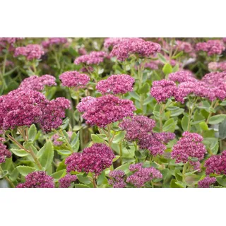 Staudenkulturen Wauschkuhn Sedum telephium 'Herbstfreude' - Fetthenne - Staude im 9cm Topf