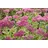 Staudenkulturen Wauschkuhn Sedum telephium 'Herbstfreude' - Fetthenne - Staude im 9cm Topf