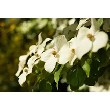Pflanzen Für Dich Cornus Kousa Chinensis Chinesischer Blumen-Hartriegel 40–60 cm