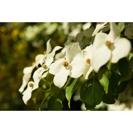 Pflanzen Für Dich Cornus Kousa Chinensis Chinesischer Blumen-Hartriegel 40–60 cm