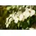 Pflanzen Für Dich Cornus Kousa Chinensis Chinesischer Blumen-Hartriegel 40–60 cm