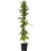 Plant in a Box - Passionsblume - Passiflora x