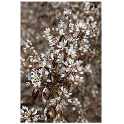 Amelanchier 'Rainbow Pillar', Felsenbirne, 40–60 cm, mehrfarbig