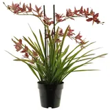 Kunstorchidee Kunstblume Cymbidum Orchidee XINGUI, dunkelrot, 70 cm Orchidee (Orchidee cymbidium), artplants, Höhe 70.0 cm rot