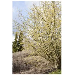 Cornus mas, Kornelkirsche, gelbe Blüten, 100–125 cm