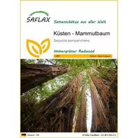 SAFLAX - Küsten - Mammutbaum - 50 Samen - Sequoia sempervirens