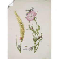Artland Kunstdruck »Marienkäfer Kornrade Larven und Puppen.«, Pflanzen, (1 St.), als Leinwandbild, Wandaufkleber oder Poster in versch. Größen Artland Farbe Bild(er): naturfarben