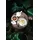 SELTMANN WEIDEN Life Fashion Kaffeeservice 18-tlg. grau