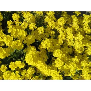 Alyssum saxatile 'Compactum Goldkugel' - Steinkraut - Staudenkulturen Wauschkuhn - Staude im 9x9cm Topf