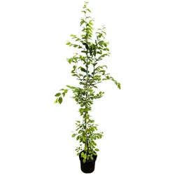 Carpinus betulus, Hainbuche, 150–175 cm