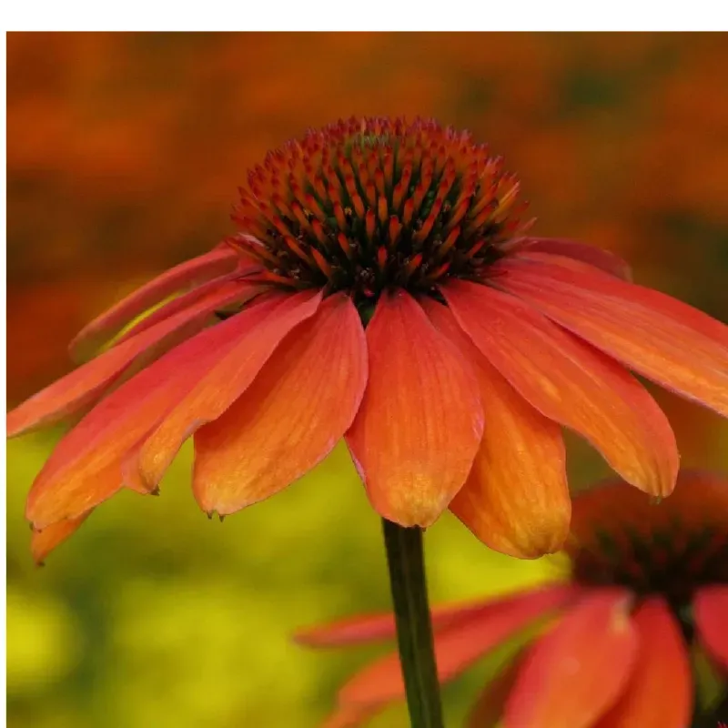 Purpur-Sonnenhut – Echinacea purpurea 'Skipper Orange'