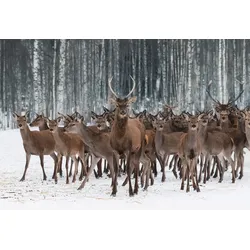 Fototapete PAPERMOON "Hirsche im Schnee Wald", bunt, B:4,00m L:2,60m, Vlies, Tapeten