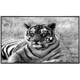Papermoon Infrarotheizung Tiger Portrait Schwarz + Weiss«, Matt-Effekt - bunt