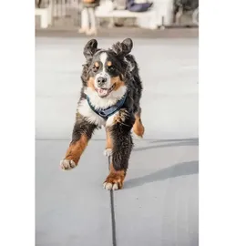 Kentucky Active Velvet Hundegeschirr Navy XL 48-70 cm