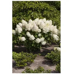 Hydrangea paniculata 'Silver Dollar', Rispenhortensie, weiß, 40–60 cm
