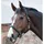 Catago Lederhalfter Pony Schwarz