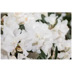 Rhododendron roxieanum var. oreonastes, immergrün, 30–40 cm