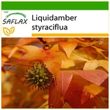 Saflax - Amerikanischer Amberbaum - 100 Samen - Mit keimfreiem Anzuchtsubstrat - Liquidamber styraciflua