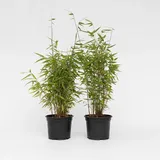 Plant in a Box - 2 Stk - Fargesia nitida 'Red Dragon' - Höhe 60-80cm - Topf 17cm