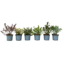 Plant in a Box Fetthenne-Schwinge - Hebe pinguifolia 6er Set Höhe 15-20cm