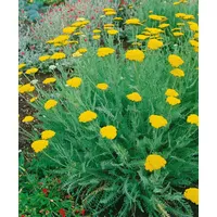 Pflanzen Für Dich Achillea clypeolata, Schafgarbe, gelb, ca. 9x9
