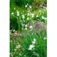 Pflanzen Für Dich Anthericum liliago, Graslilie, ca. 9x9 cm