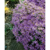 PlantaPro Aster sedifolius 'Nanus' 9x9 cm Topf – Winterhart, Mehrjährig, Pflegeleicht – Berg-Aster – Staude für Steingarten & Beet