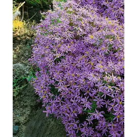 PlantaPro Aster sedifolius 'Nanus' 9x9 cm Topf – Winterhart, Mehrjährig, Pflegeleicht – Berg-Aster – Staude für Steingarten & Beet